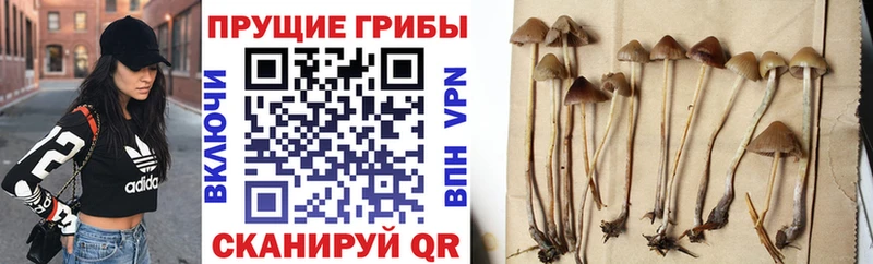 Галлюциногенные грибы мицелий  хочу   Бугуруслан 