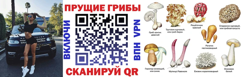 Псилоцибиновые грибы Psilocybine cubensis Бугуруслан